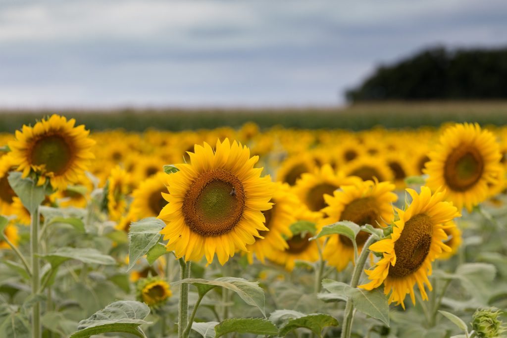 Sunflowers in a field