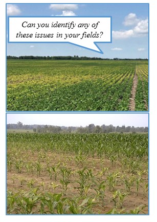 Crops with nutrient deficiencies