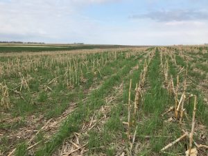 cereal rye after corn